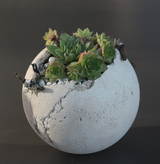 Listing_sempervivum_kugel