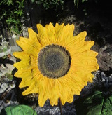 Listing_sonnenblumen_klein1
