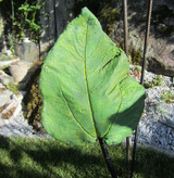 Listing_blatt