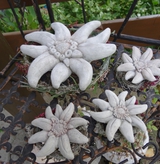 Listing_edelweiss_0-1